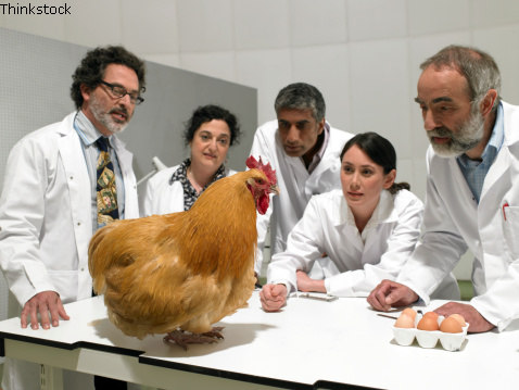 Qualitätssicherung - Prüfer evaluieren Qualität an Huhn